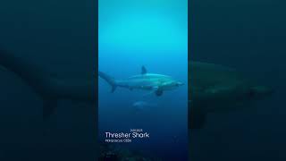 Scuba Diving with Thresher Shark in Malapascua Island. Cebu | RKing