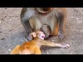 Mother Monkey Beats Baby Without Knowing Why