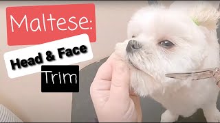 Maltese: Trimming head & face by Cassie Putz 9,465 views 3 years ago 3 minutes, 44 seconds