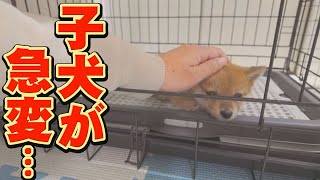 朝は元気だった子犬の体調が、急変しました・・・