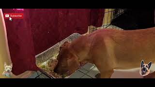 German Shepherd Pit bull Mix (7  Months Old Puppies)