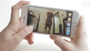 New App Lets You Play With Your Dog Through Your Phone screenshot 4
