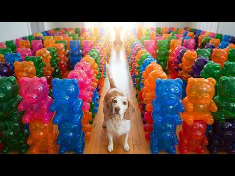 Dog Trapped in Giant Gummy Bear Maze!