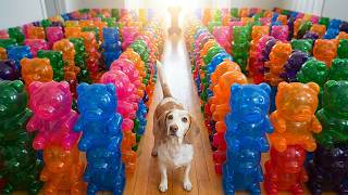 Dog Trapped in Giant Gummy Bear Maze! Dog Vs Meowing Cat Skeleton Prank Funny Dog Maymo