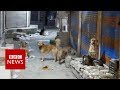 Tracking down indias killer dogs  bbc news