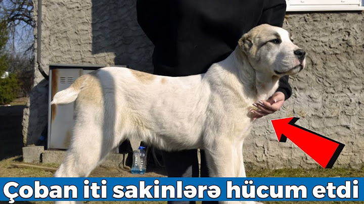 Qaxda çoban iti sakinlərə hücum etdi - Durumları ağırdır