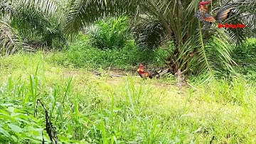 Bẫy Gà Rừng Đang Thay Lông - Gà Mồi Bị Mắc Bẫy