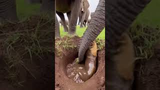 Trapped In The Mud Until The Giant Stopped