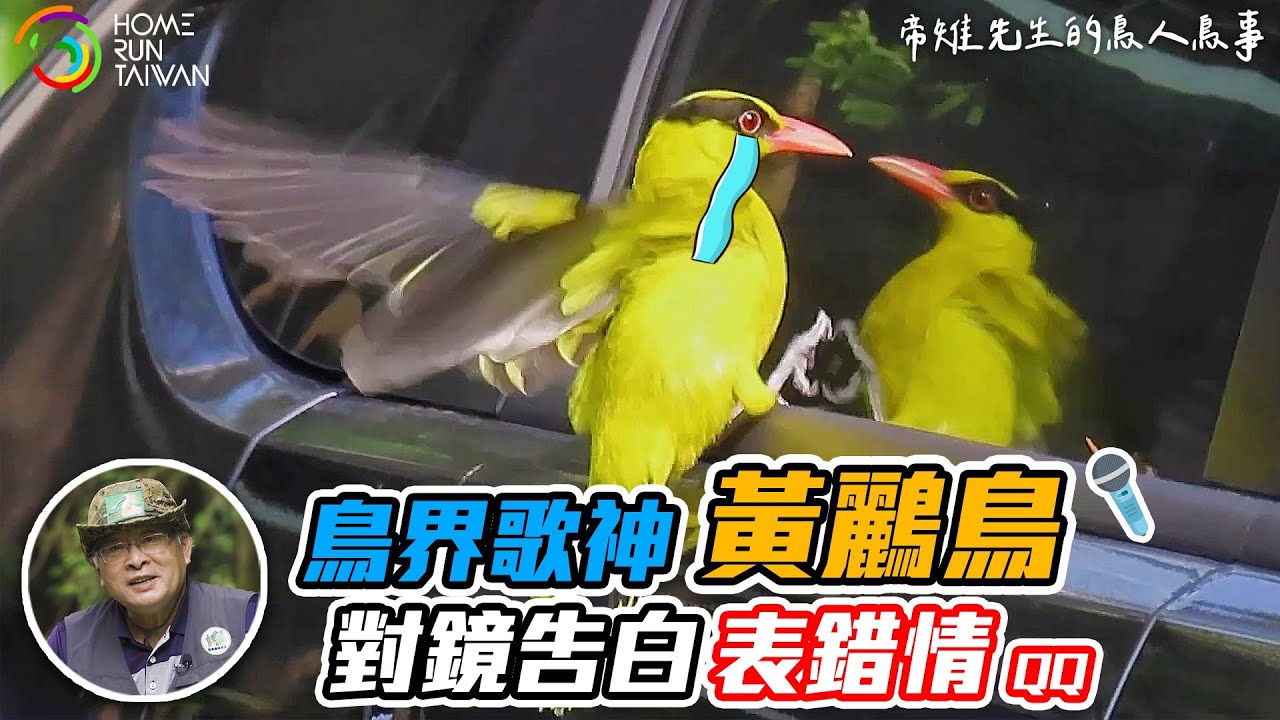 【鳥人鳥事|「黃鶯出谷」就是我啦~黃鸝】 - YouTube