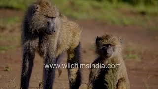 Cheeky baboon up to mischief in the wild