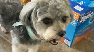 my dog doing asmr for 42 seconds
