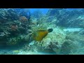 Cozumel Reef Queen Angelfish