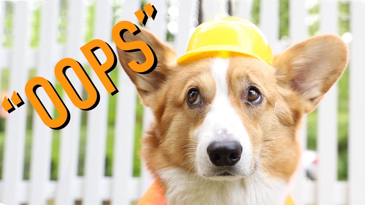 DELETED SCENES - Topi the Corgi - YouTube