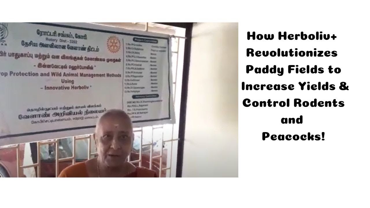 How Herboliv+ Revolutionizes Paddy Fields to Increase Yields & Control Rodents ,Peacocks & Pests