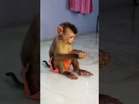 Great Video Super SokYaa And Sokhaa Very Adorable Harmony Animals Around The World Shorts