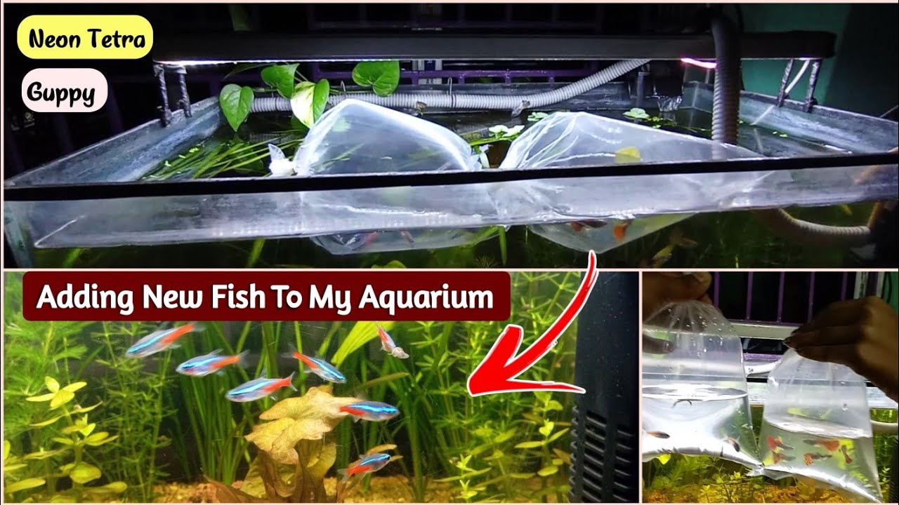 Adding Fish Adding FISH! To My Aquarium । How To Add New FISH । Neon Tetra Guppy ...