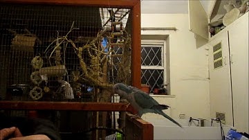 Quaker parrot Pippin learning to come when called (recall) with clicker training