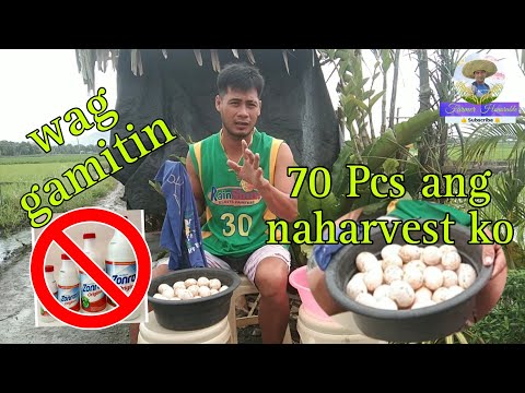 Ganito kadami ang