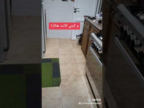 سيده و بئر الخيانه القطه سيده