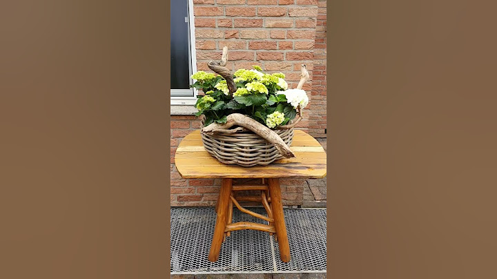 Hortensien Traum in Szene gesetzt *  Pflanzidee