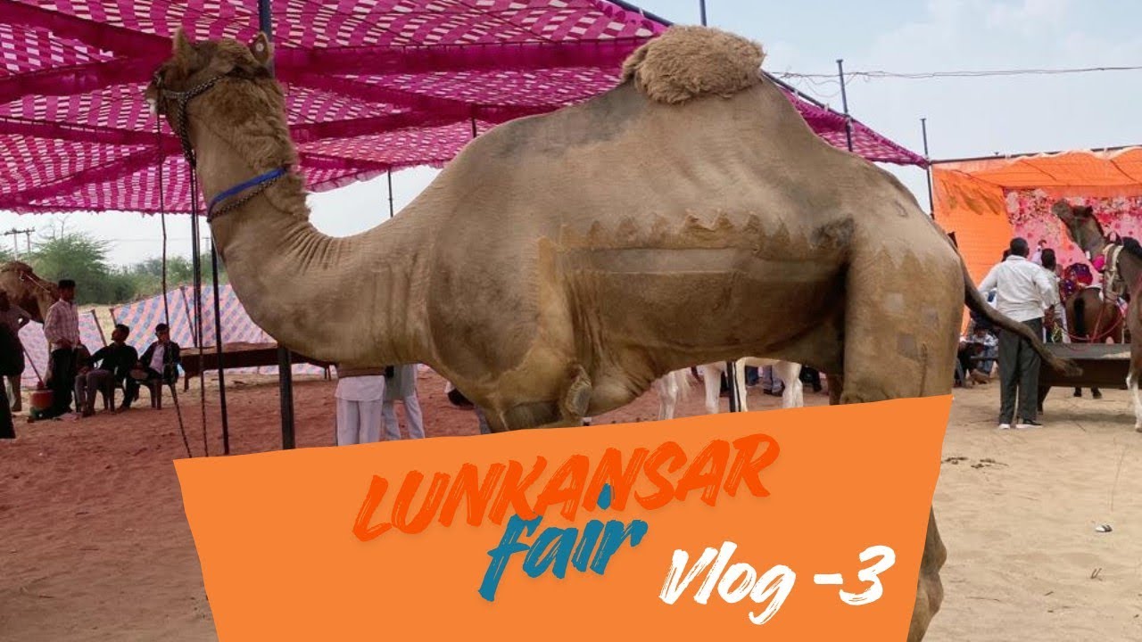 लूणकरणसर मेला Day-3: कबड्डी का रोमांच और धधकते अंगारों पर अग्नि नृत्य! 🔥🏆 #Vlog3