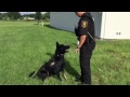 Meet the Stars - Canine Unit Deputy Kayla Juliet