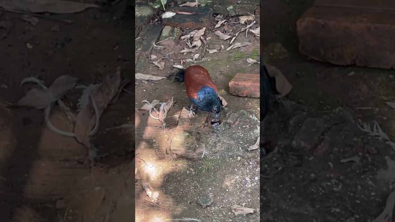 умная птица обнаруживает змею 