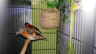 Belajar ternak red siskin