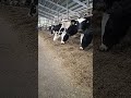 коровы обедают