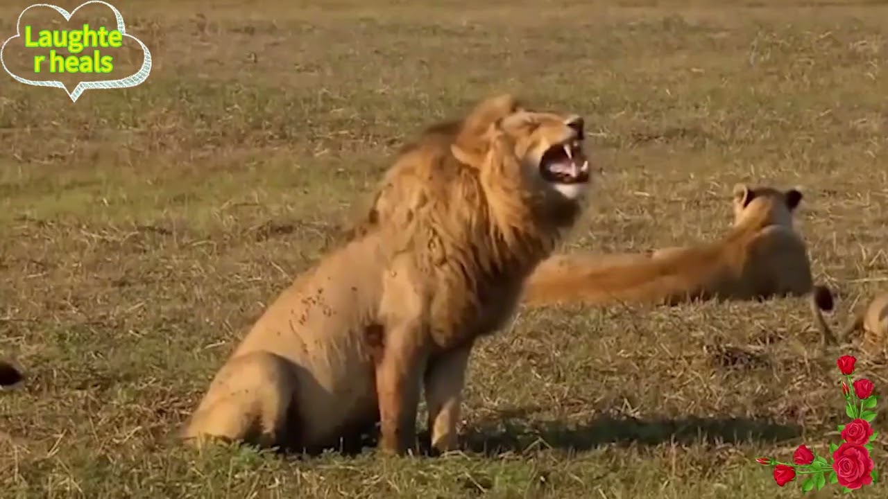 The laughter of dogs is really healing. Every time I hear their laughter, I can't