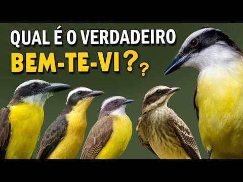 TODOS os BEM-TE-VIS