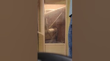 #Medusa having a meal. sorry about me in the video first attempt #olive #python #pets #beautiful