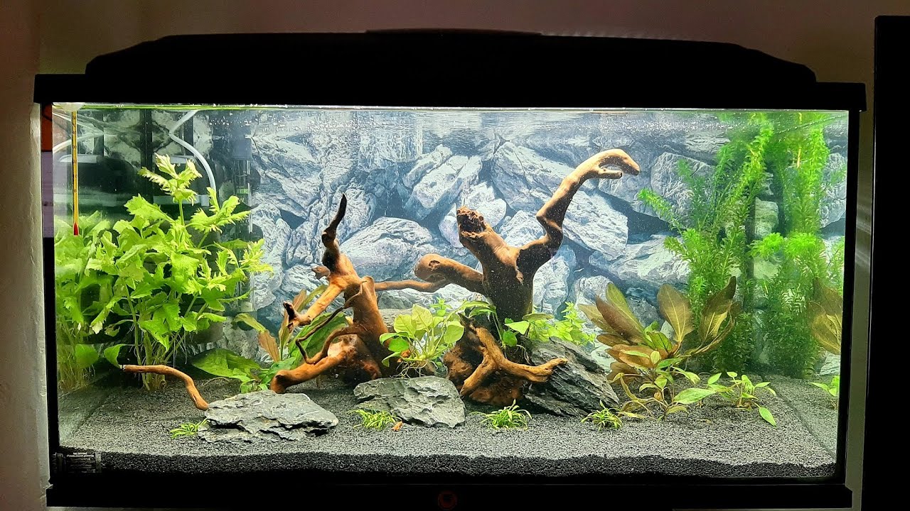 Moje pierwsze akwarium odc. 3/7 - rośliny, oświetlenie i woda