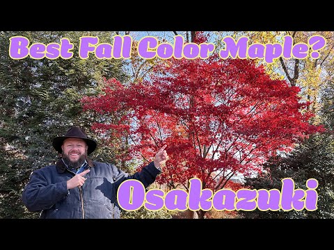 hqdefault.jpg?v=67697427