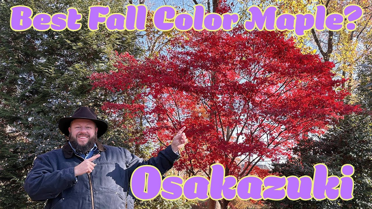 Acer Palmatum 'Osakazuki' | Fall Color Japanese Maple, Durability & Garden Pairings | Mr.Maple.com