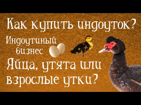 КАК КУПИТЬ ИНДОУТОК? Индоутиный бизнес. В КАКОМ ВОЗРАСТЕ ПОКУПАТЬ ПТИЦ: ЯЙЦА, УТЯТА ИЛИ ПОДРОСТКИ?