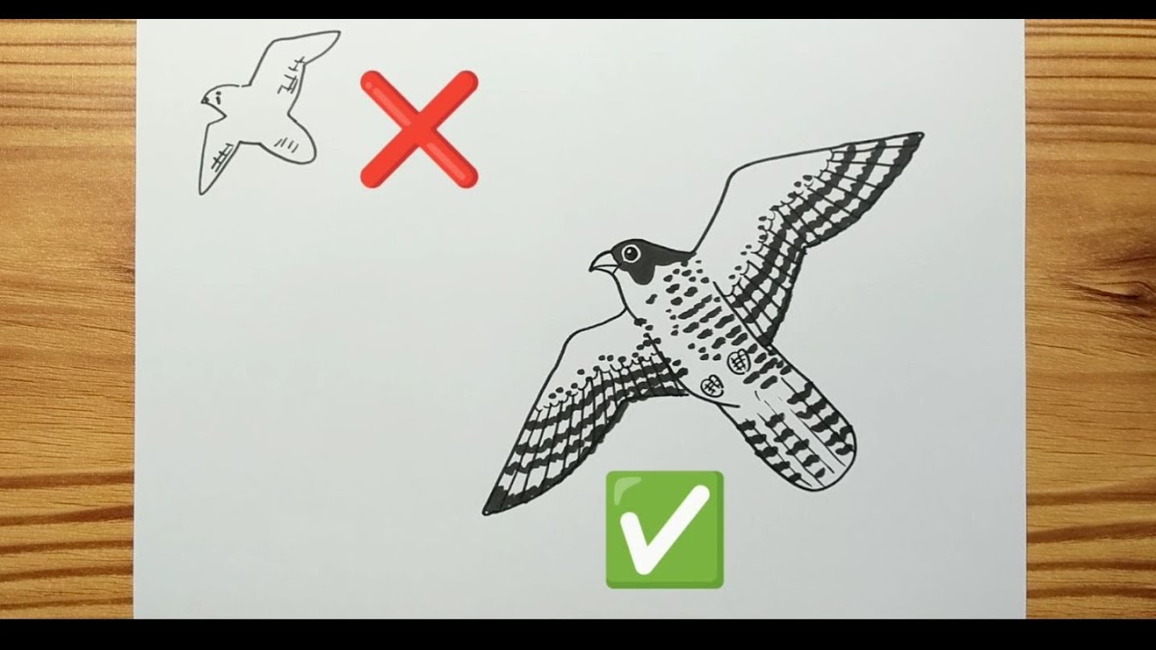 How to draw -Eagle (bird)- drawing tutorial video - YouTube