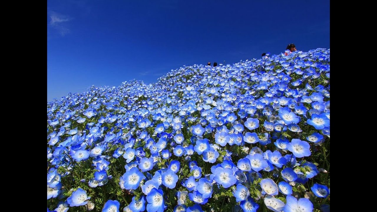 Amazing And Most Beautiful Nemophila Flowers Baby Blue Eyes Youtube