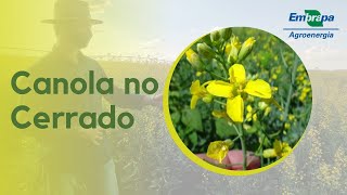 Embrapa Agroenergia tropicaliza o plantio da canola