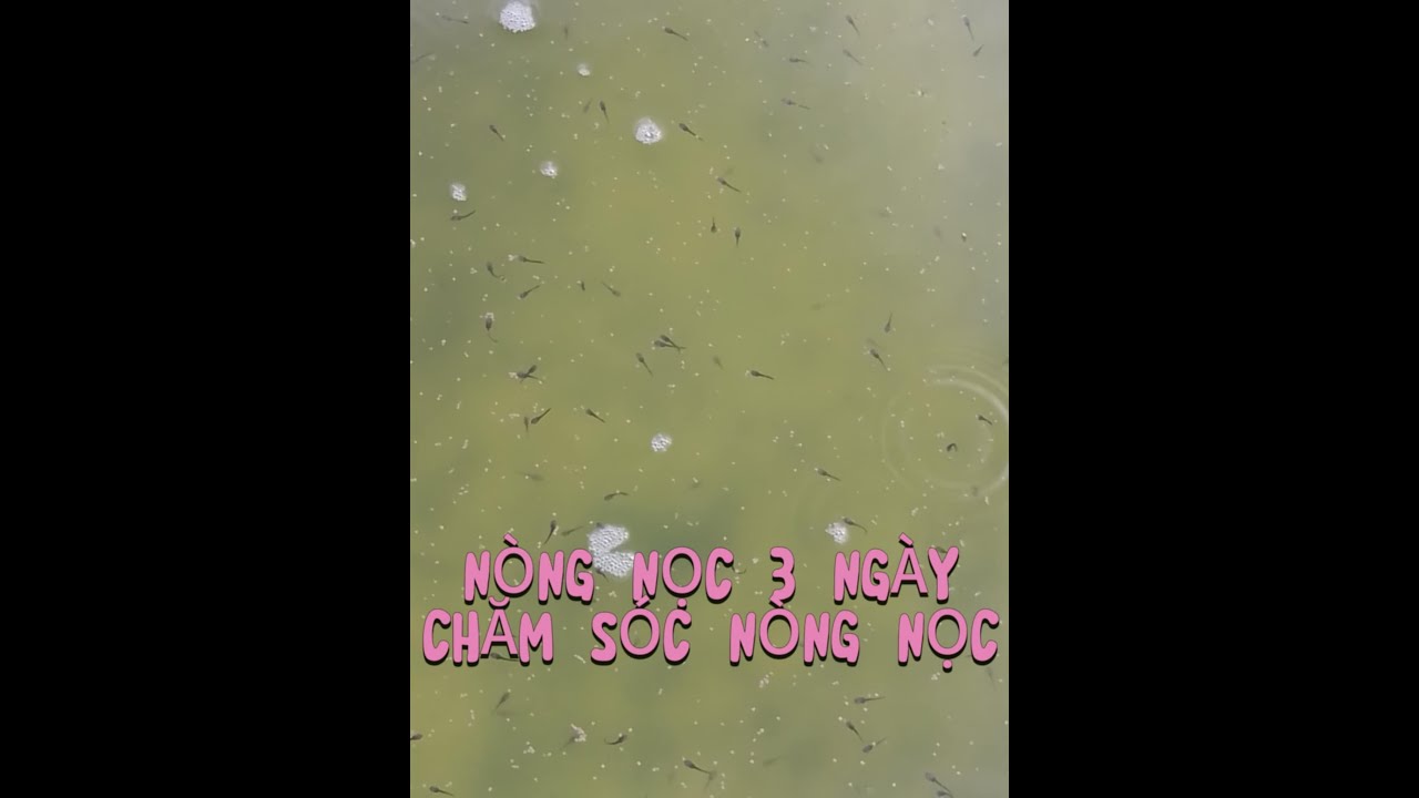 Chăm Sóc Nòng Nọc 3 Ngày Tuổi ( kỹ thuật chăm sóc nòng nọc mới nở)