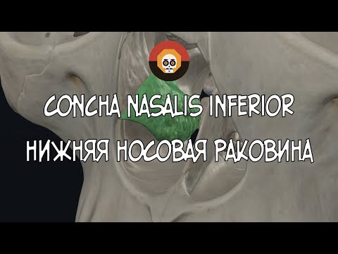 Нижняя носовая раковина (concha nasalis inferior) 3D Анатомия