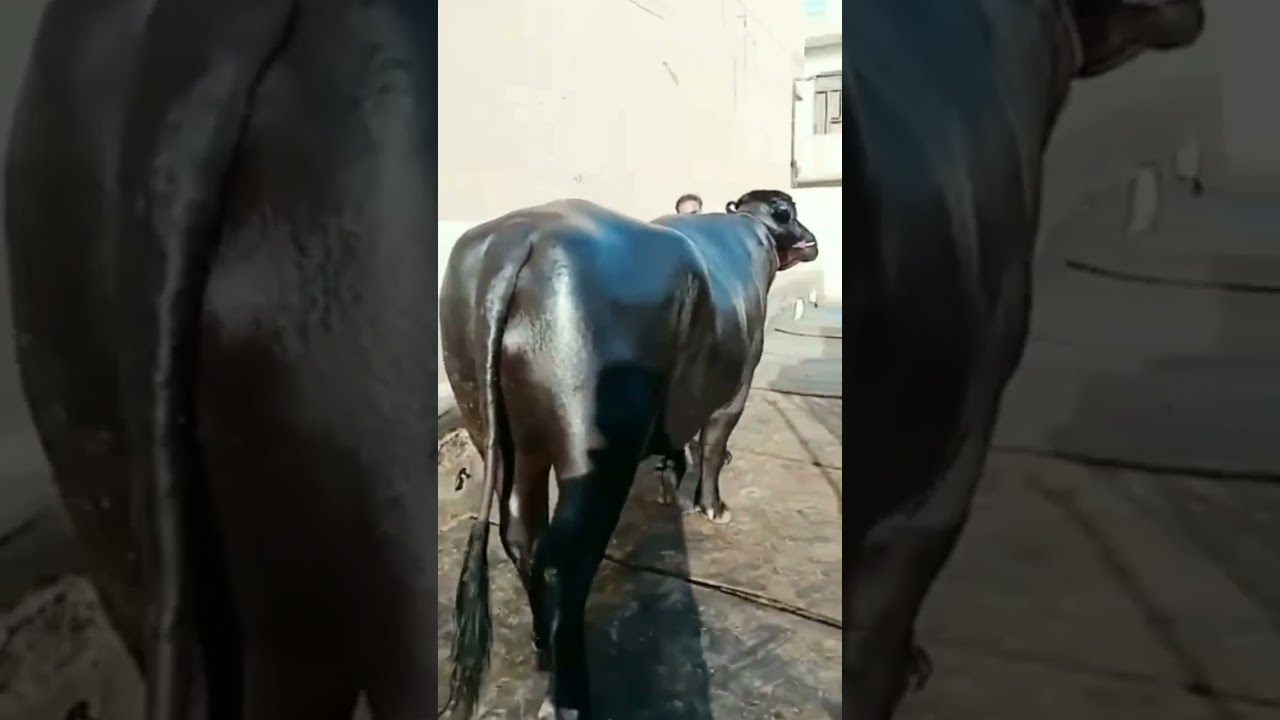 best quality murrha bull super height length