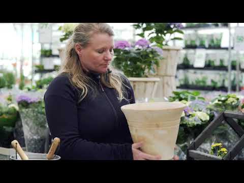 Video: Indendørs Planter I Skyggen