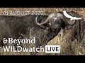 WILDwatch Live | 01 August, 2020 | Morning Safari | South Africa