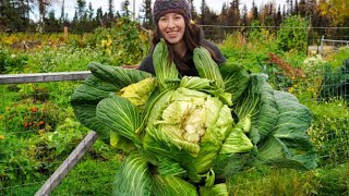 Harvest and Preserve Cabbage | Canned Coleslaw + Sauerkraut