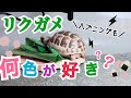 リクガメの好きな色は？リクガメフードで検証♪ハプニングあり！！