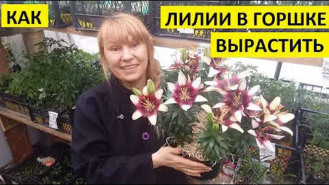 Лилии в горшке. Как вырастить?