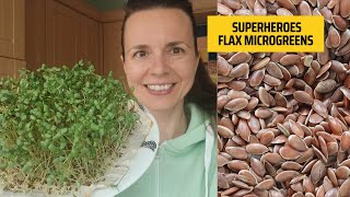 Flax Microgreens: Green Superheroes