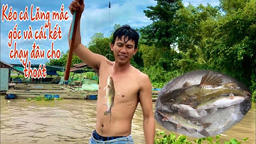 Câu cá lăng bằng mồi cá BỐNG .chuyên trị cá lăng bể mồi.