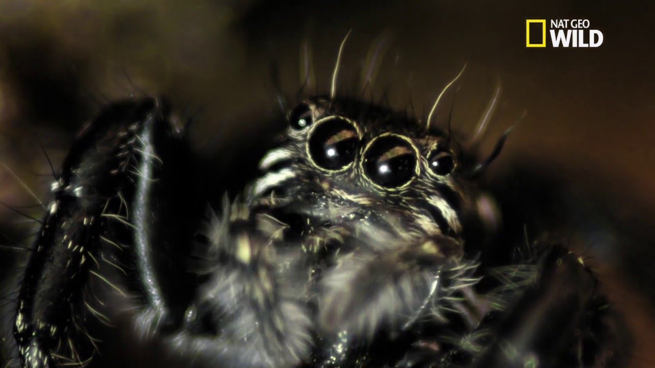 Vidéo. Les araignées sauteuses sont filoguidées ! - Sciences et Avenir